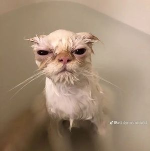 Meet your Posher, Natalya